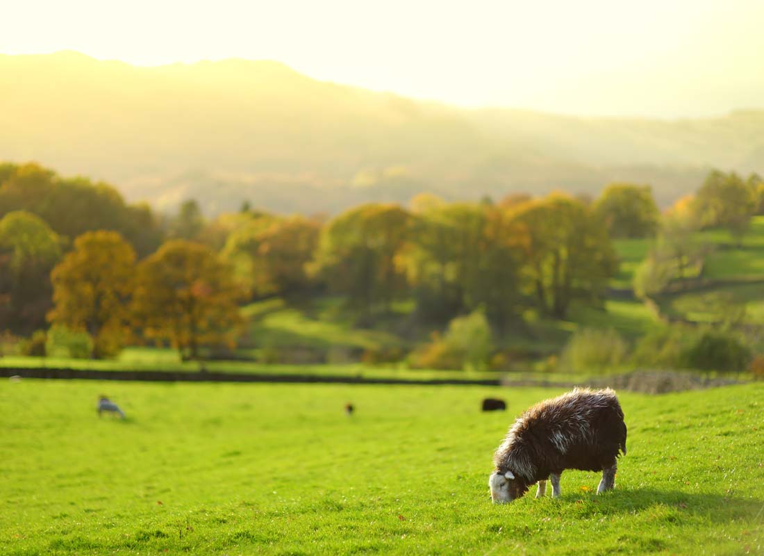 Pasture, Rangeland, Forage Insurance - Sheep Grazing in Green Pastures With Adult Sheep and Baby Lambs Feeding in Lush Meadows in the Distance at Sunrise